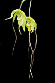 PHRAGMIPEDIUM GRANDE
