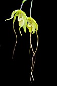 PHRAGMIPEDIUM GRANDE