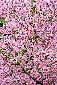 PRUNUS X INCAM OKAME