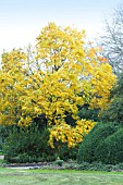 RHUS VERNICIFLUA (TOXICODENDRON VERNICIFLUM)