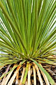 YUCCA WHIPPLEI