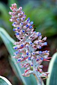 AECHMEA COELESTIS ALBO MARGINATA