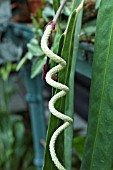 ANTHURIUM WENDLINGERI