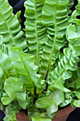 ASPLENIUM NIDUS CRISPY