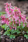 CORYDALIS SOLIDA