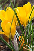 CROCUS GOLDEN YELLOW MAMMOTH