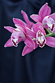 CYMBIDIUM HYBRID