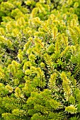 ERICA VAGANS YELLOW JOHN