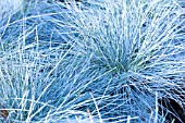 FESTUCA GLAUCA INTENSE BLUE