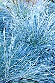 FESTUCA GLAUCA INTENSE BLUE