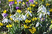 GALANTHUS NIVALIS