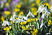 GALANTHUS NIVALIS