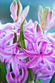 HYACINTHUS ORIENTALIS PINK PEARL