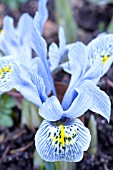 IRIS KATHERINE HODGKIN