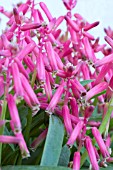 LACHENALIA BULBIFERA GEORGE