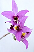 LAELIA ANCEPS