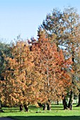 METASEQUOIA GLYPTOSTROBOIDES