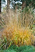 MOLINIA SKYRACER