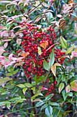 NANDINA DOMESTICA