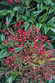 NANDINA DOMESTICA