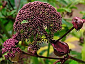 ANGELICA SYLVESTRIS PURPUREA