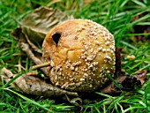 SCLEROTINIA FRUCTIGENA ON APPLE