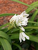 ALLIUM TRIQUETRUM (THREE CORNERED LEEK)