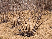 STRAW MULCH AROUND BLACKCURRANT BUSH