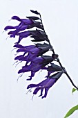 SALVIA AMISTAD