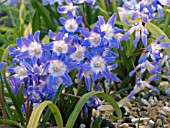 CHIONODOXA LUCILIAE