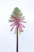 VELTHEIMIA BRACTEATA