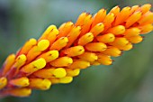 AECHMEA KERTESZIAE