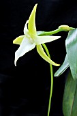 ANGRAECUM SESQUIPEDALE