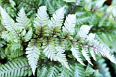 ATHYRIUM NIPONICUM URSULAS RED