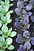 BRASSICA RAPA CHINENSIS GREEN F1 & PURPLE F1