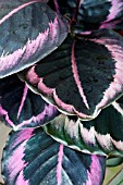 CALATHEA ROSEO-PICTA DOTTY