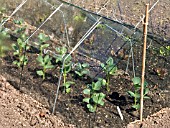 EARLY BROAD BEANS UNDER BARN CLOCHE