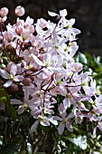 CLEMATIS ARMANDII APPLE BLOSSOM