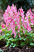 CORYDALIS SOLIDA