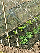 EARLY BROAD BEANS UNDER BARN CLOCHE