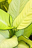 DIEFFENBACHIA TROPIC MARIANNE