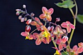 EPIMEDIUM X WARLEYENSE