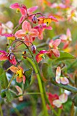 EPIMEDIUM X WARLEYENSE