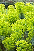 EUPHORBIA CHARACIAS BLACK PEARL