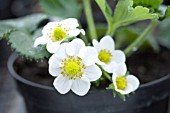 FRAGARIA VESCA CHRISTINE