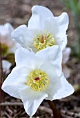 HELLEBORUS NIGER POTERS WHEEL