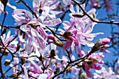 MAGNOLIA STELLATA ROSEA