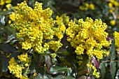 MAHONIA AQUIFOLIUM