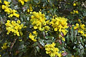 MAHONIA AQUIFOLIUM