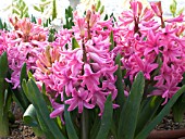 HYACINTHUS ORIENTALIS PINK PEARL (HYACINTH)